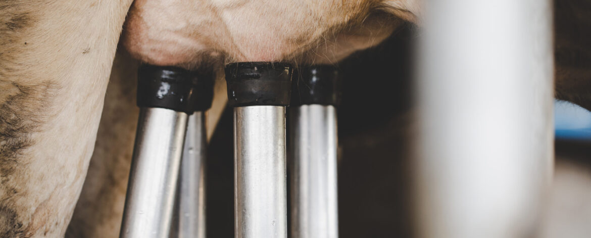 Cow milking facility and mechanized milking equipment Cow milking facility and mechanized milking equipment